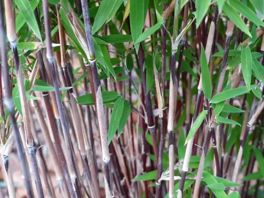 Ziergras Fargesia nitida 'Black Pearl' vom Hersteller Stauden Gänge, schwarzer Bambus in XXL-Topf, grünes Laub, aufrecht wachsend