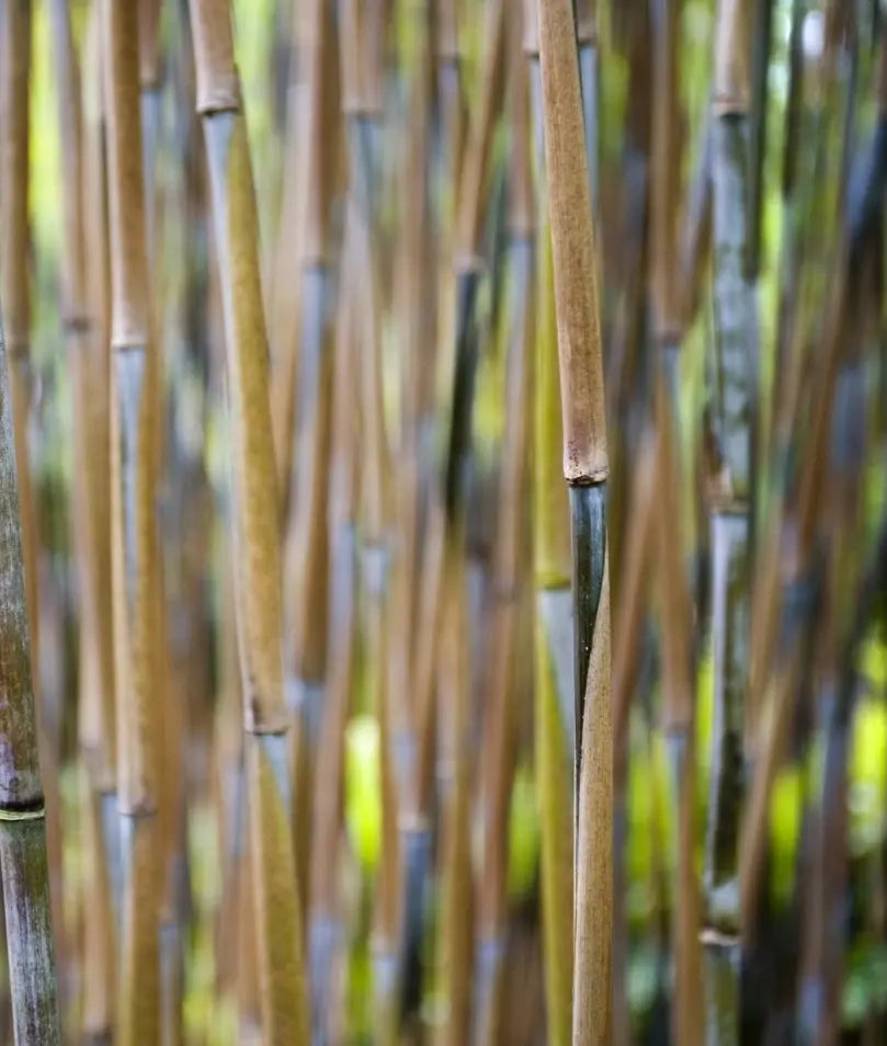 Fargesia nitida 'Great Wall' Roter Bambus, Ziergras mit grünen Blättern und rotem Stängel, wächst auf einer Gartenfläche.