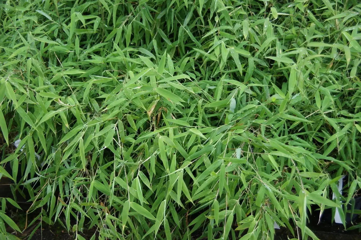 Roter Bambus Fargesia nitida 'Great Wall' als Ziergras, grüner Bambus mit rotem Stängel, in XXL-Größe.