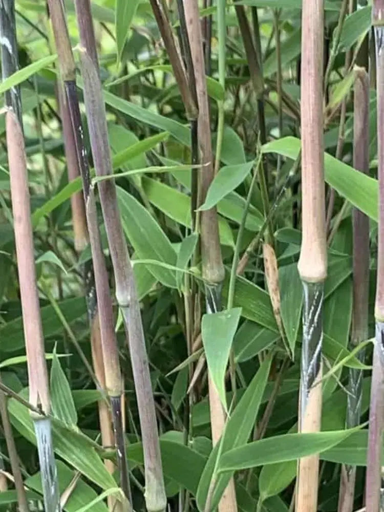 Fargesia nitida 'Great Wall' Roter Bambus, Ziergras, dichter Wuchs, grüne Blätter, große Pflanze, Stauden Gänge