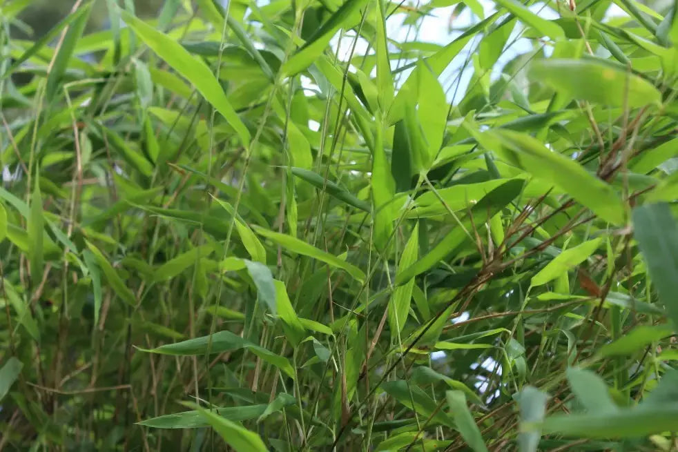 Roter Bambus Fargesia nitida 'Great Wall' als Ziergras, dichtes, grünes Laub und roter Stängel, groß und gesunde Pflanze.