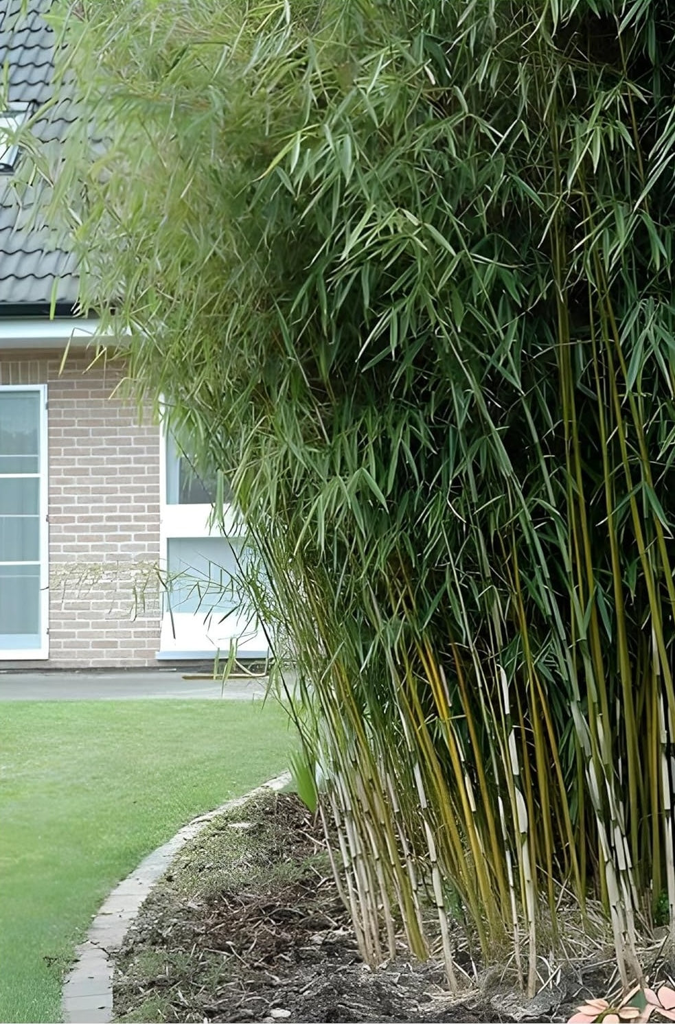 Fargesia robusta 'Campbell'/ Hoher Heckenbambus - Stauden Gaenge