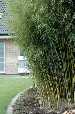 Ziergras Fargesia robusta 'Campbell' als hoher Heckenbambus, grüne Blätter, dichter Wuchs, Stauden Gänge.
