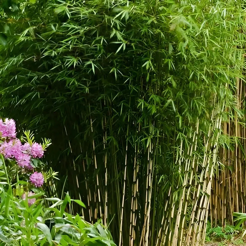 Ziergras Fargesia robusta 'Campbell' als hoher Heckenbambus, Stauden Gänge, wintergrüner Blickfang in Garten.