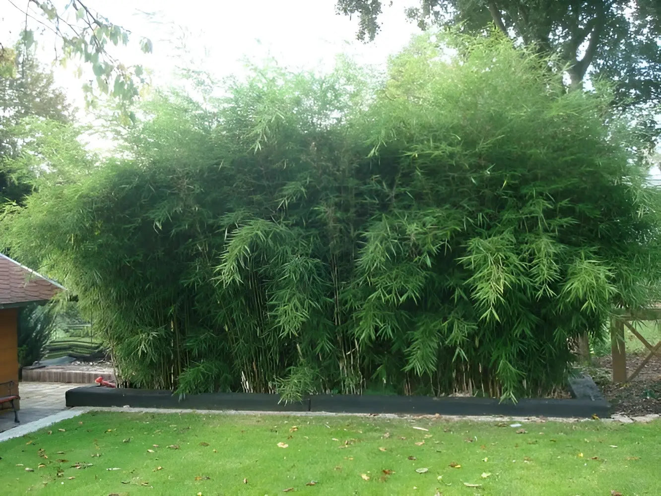 Heller, hoher Heckenbambus Fargesia robusta 'Campbell' als Ziergras, große Stauden Gänge Pflanze im Garten.
