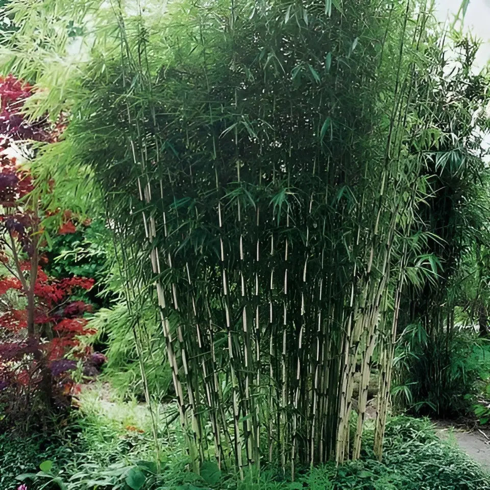 Großer Hoher Heckenbambus Fargesia robusta 'Campbell' als Ziergras, dichtes, grünes Blattwerk, in XXL-Größe.