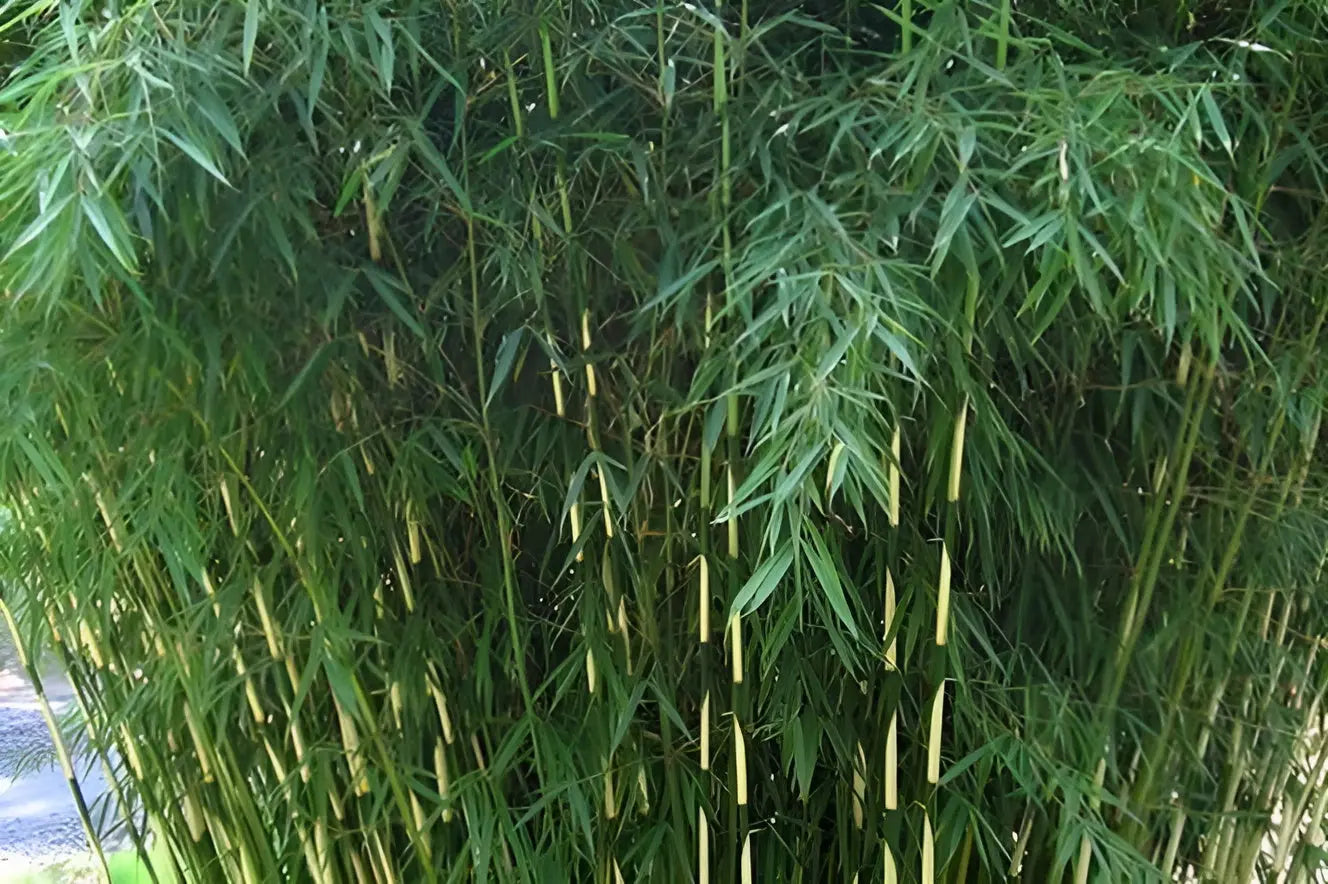 Fargesia robusta 'Pingwu' Hoher Heckenbambus, Ziergras von Stauden Gänge, dicht wachsend und grün mit hohen Stängeln