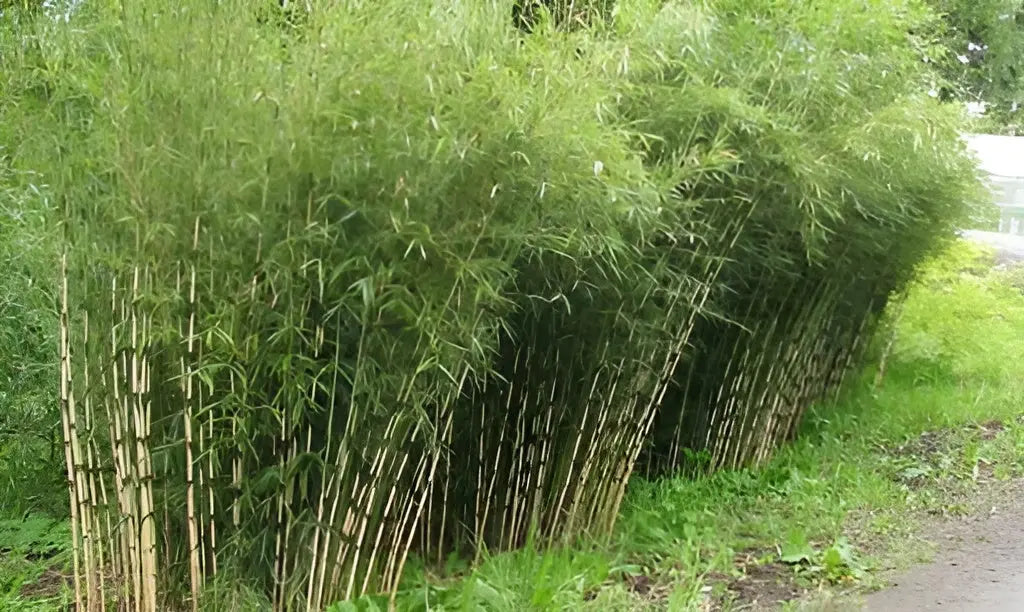 Fargesia robusta 'Pingwu' Hoher Heckenbambus, Ziergras von Stauden Gänge, grüne Blätter und schlanker Bambusstamm