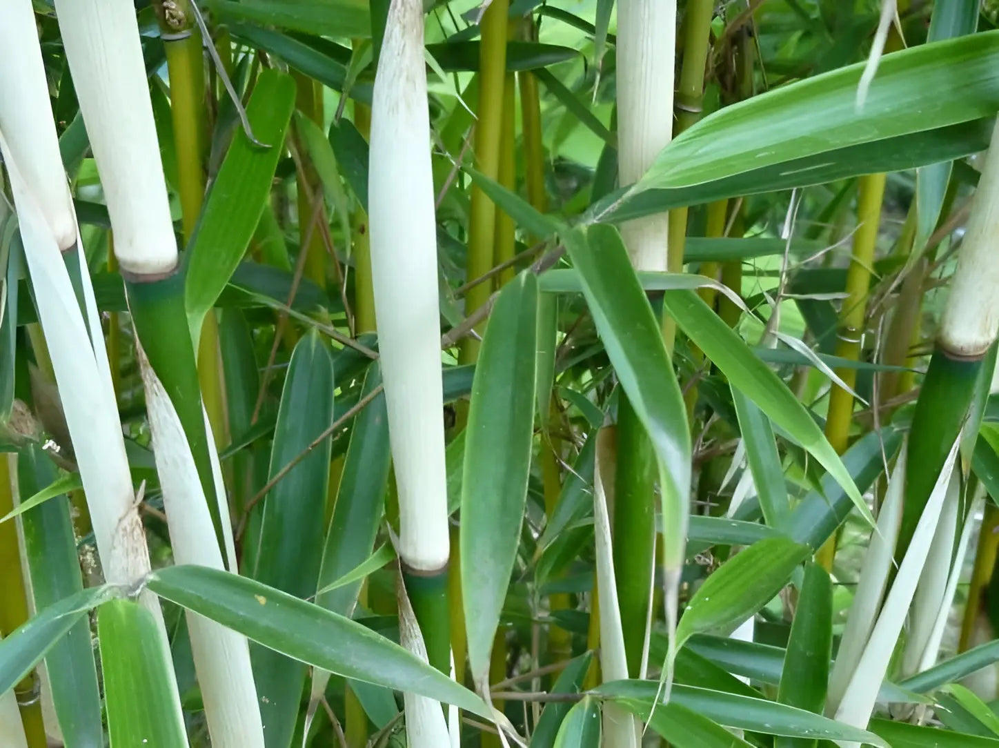 Ziergras Fargesia robusta 'Pingwu' von Stauden Gänge, hoher Heckenbambus, dichter, grüner Bambusstrauch in XXL-Größe.