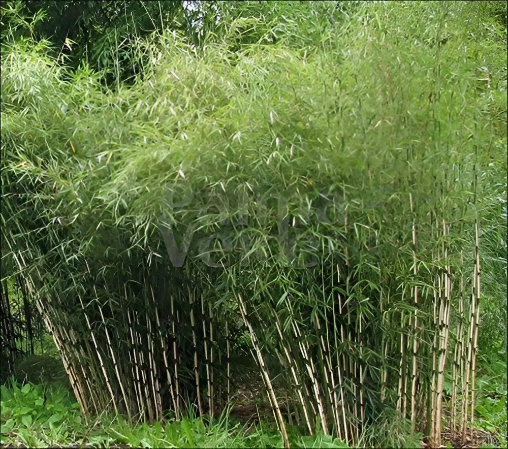 Ziergras Fargesia robusta 'Pingwu', hoher Heckenbambus, in XXL-Qualität, mit grünen, aufrechten Halmen, von Stauden Gänge