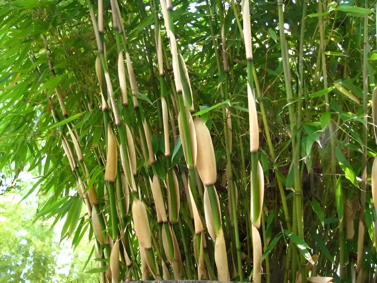 Ziergras Fargesia robusta 'Pingwu' als hoher Heckenbambus, grünes Laub, dicht wachsend, von Stauden Gänge.