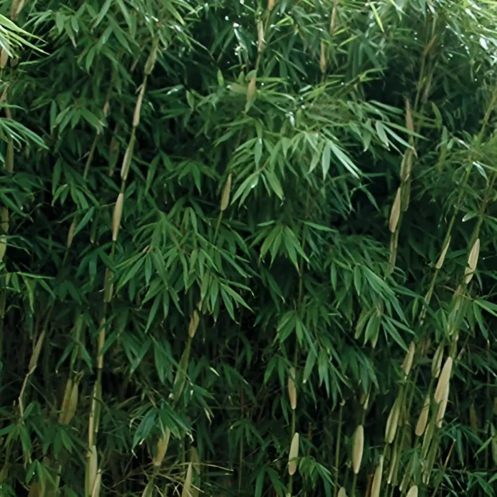 Fargesia robusta 'Pingwu' – Hochwachsender Heckenbambus, Ziergras von Stauden Gänge, grüne Blätter und stämmige Stängel