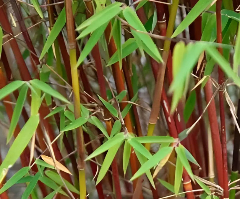 Ziergras Fargesia scabrida 'Asian Wonder' roter Bambus, dichter Wuchs, grüne Blätter, Stauden Gänge, XXL Größe