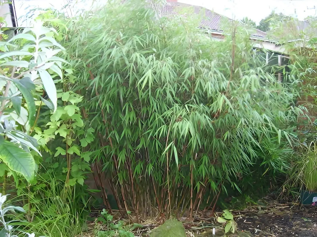 Roter Bambus Fargesia scabrida 'Asian Wonder' als Ziergras, mit grünen, dichten Blättern und rotem Stängel, Stauden Gänge.