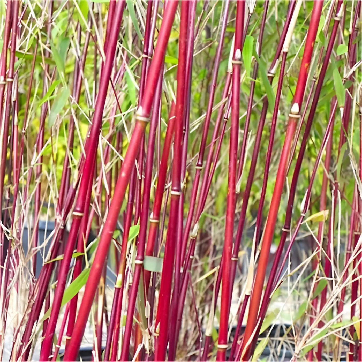 Roter Bambus Fargesia scabrida 'Asian Wonder' als Ziergras, dicht wachsend mit roten Stängeln, von Stauden Gänge.