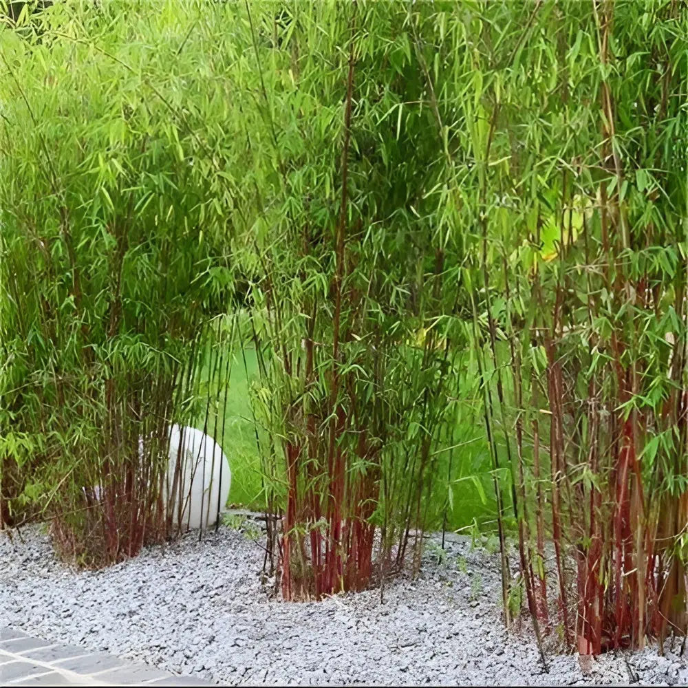 Roter Bambus Fargesia scabrida 'Asian Wonder', Ziergras von Stauden Gänge, mit grünen, aufrechten Halmen und dichten Blättern