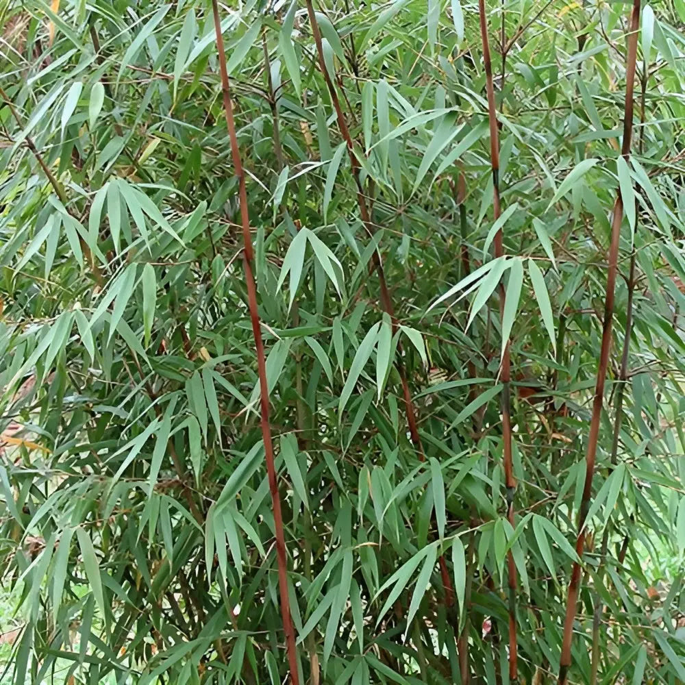 Ziergras Fargesia scabrida 'Asian Wonder' von Stauden Gänge, roter Bambus mit üppigem Blattwerk in XXL-Format.