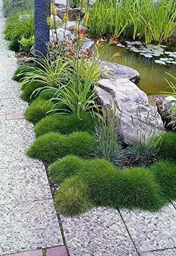 Ziergras Festuca gautieri 'Pic Carlit' von Stauden Gänge, Bärenfellgras mit dichten, weichen nadelartigen Blättern, Nahaufnahme
