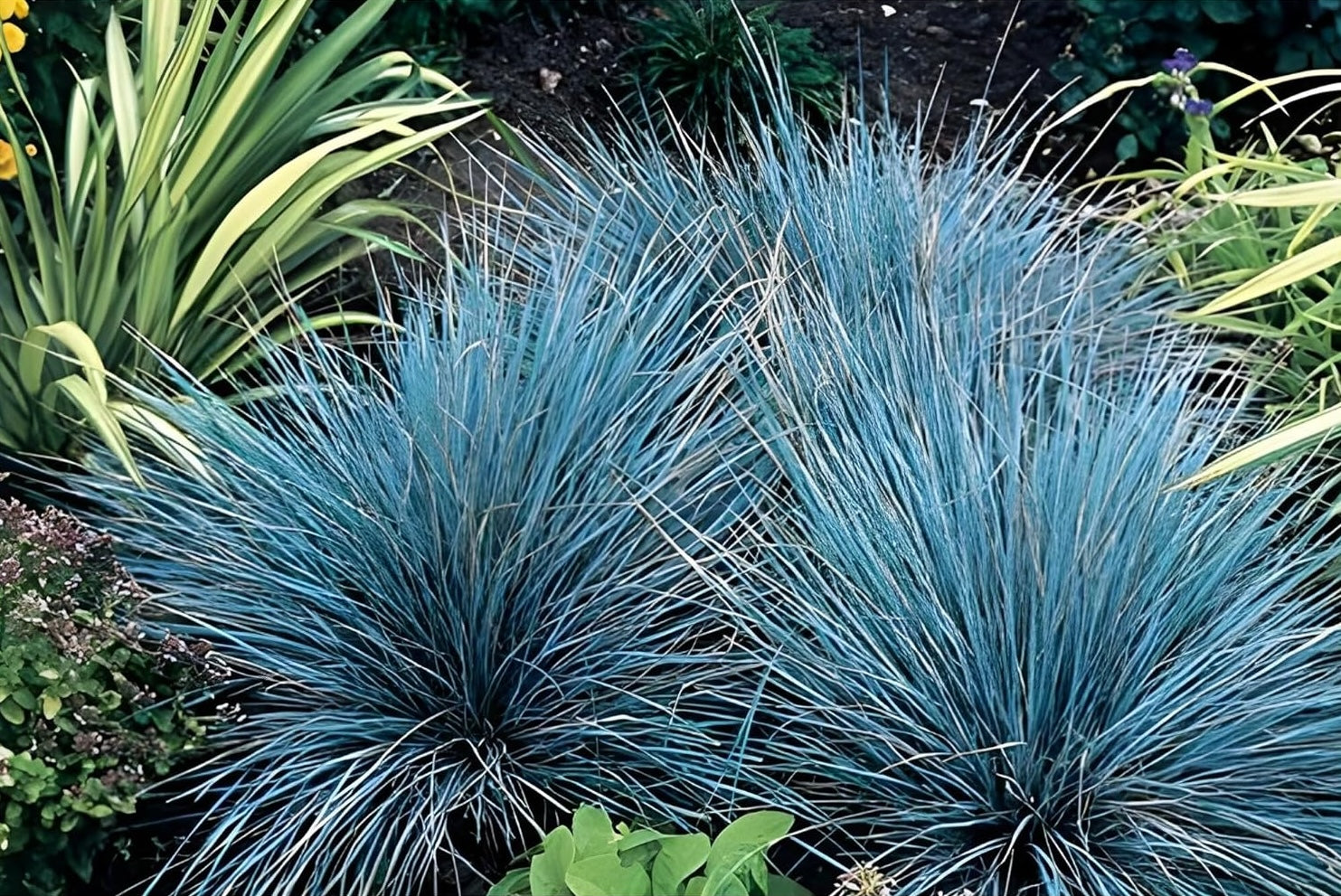 Festuca glauca ‚Azurit' / Blauschwingel - Stauden Gaenge