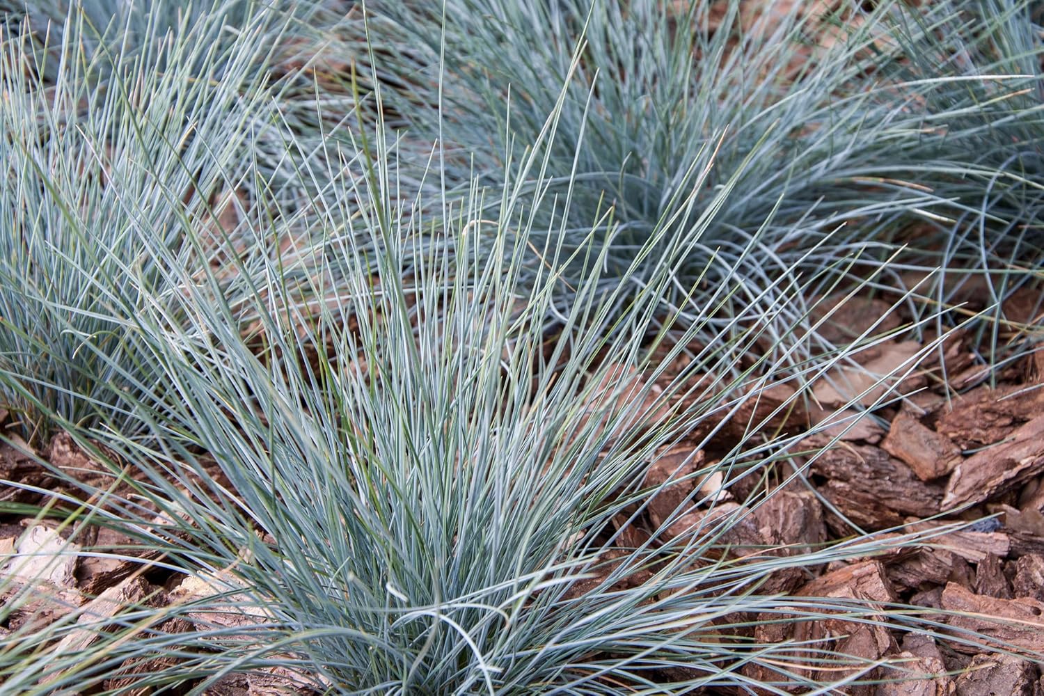 Blauschwingel Festuca glauca ‚Azurit‘, Ziergras von Stauden Gänge, mit blauen, dichten Graswedeln im Garten.