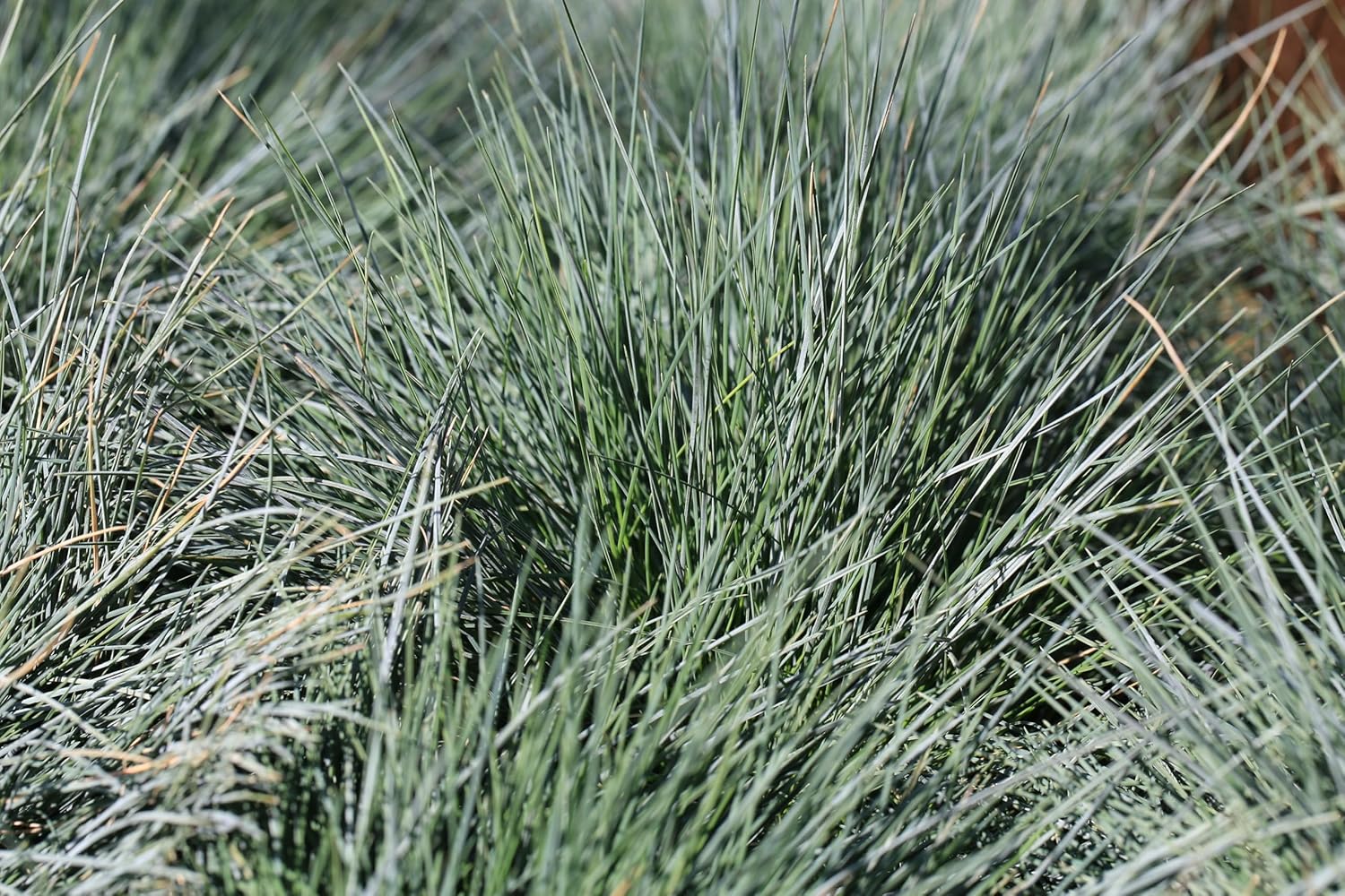 Blauschwingel Festuca glauca ‚Azurit‘, Ziergras von Stauden Gänge, mit blauen, dichten Grasbüscheln im Garten.
