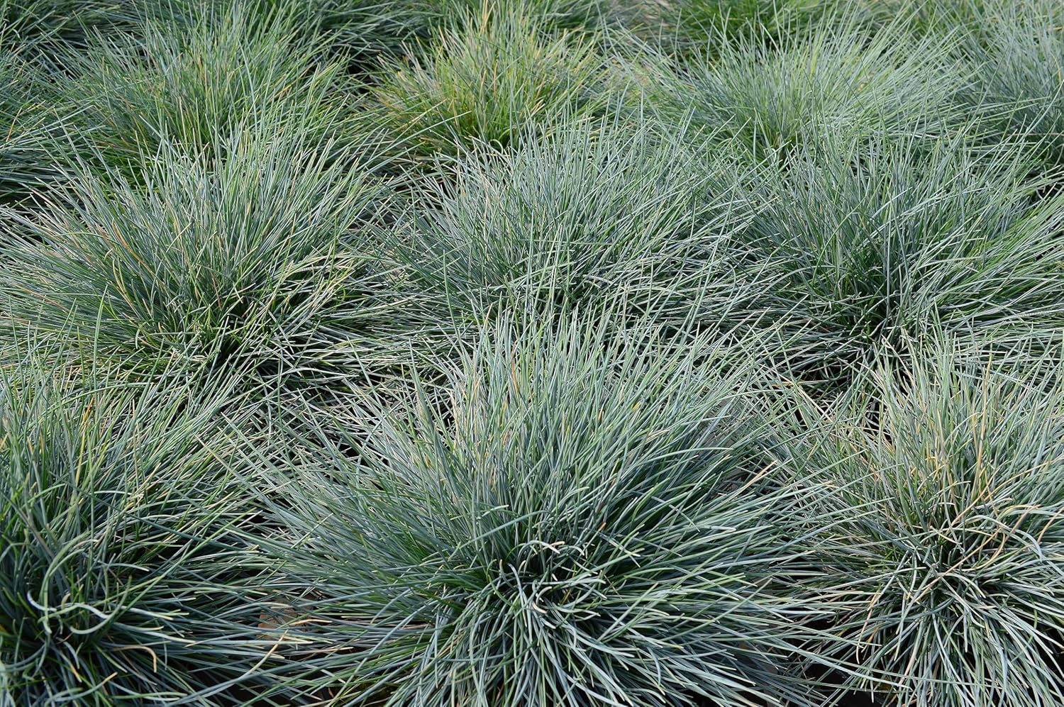 Blauschwingel Festuca glauca 'Elijah Blue' als Ziergras, grüne bis bläuliche Halme, im Garten, von Stauden Gänge.