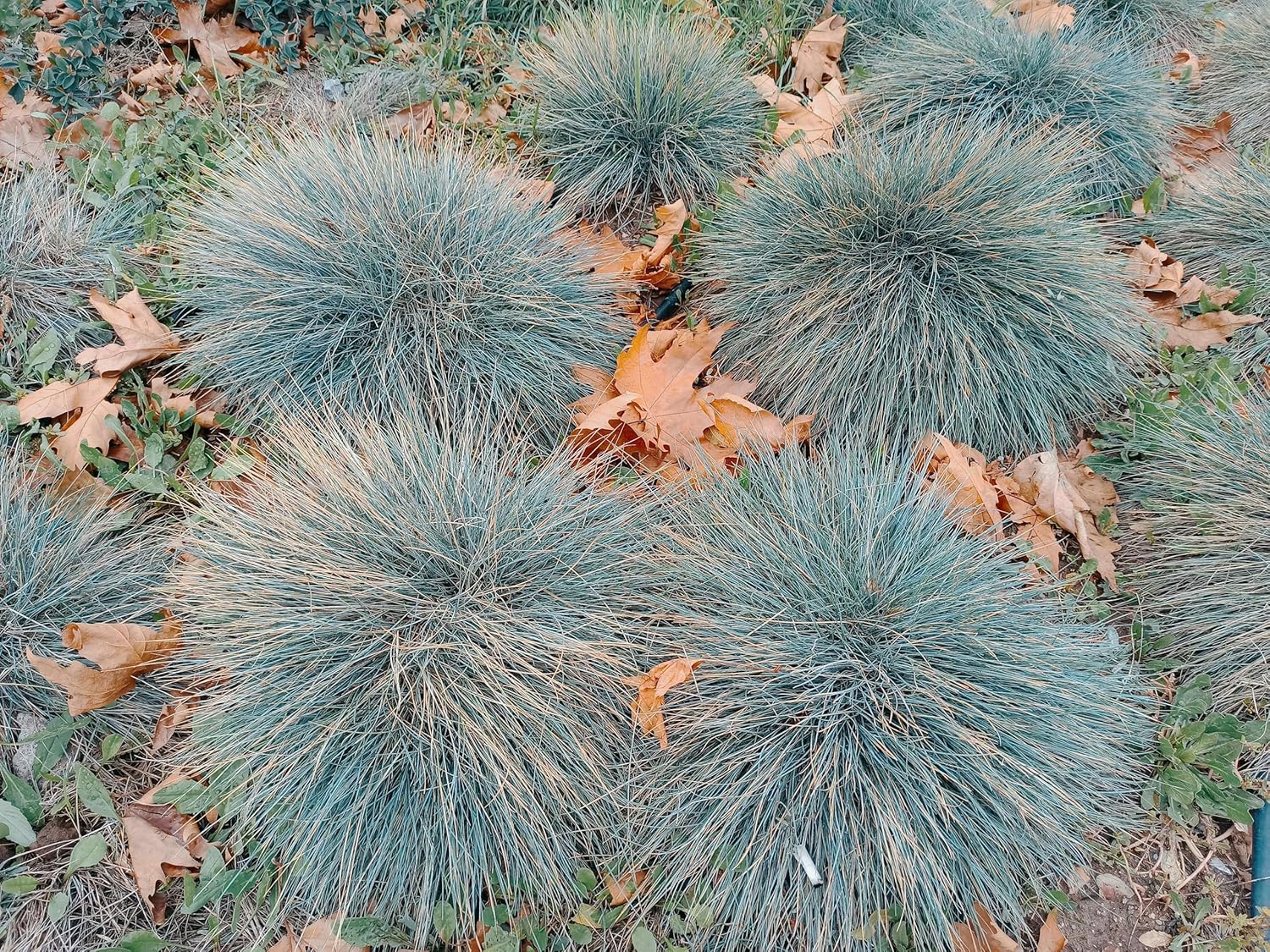 Ziergras Festuca glauca 'Elijah Blue' von Stauden Gänge, blaues Ziergras mit feinen, grazilen Blättern, Nahaufnahme