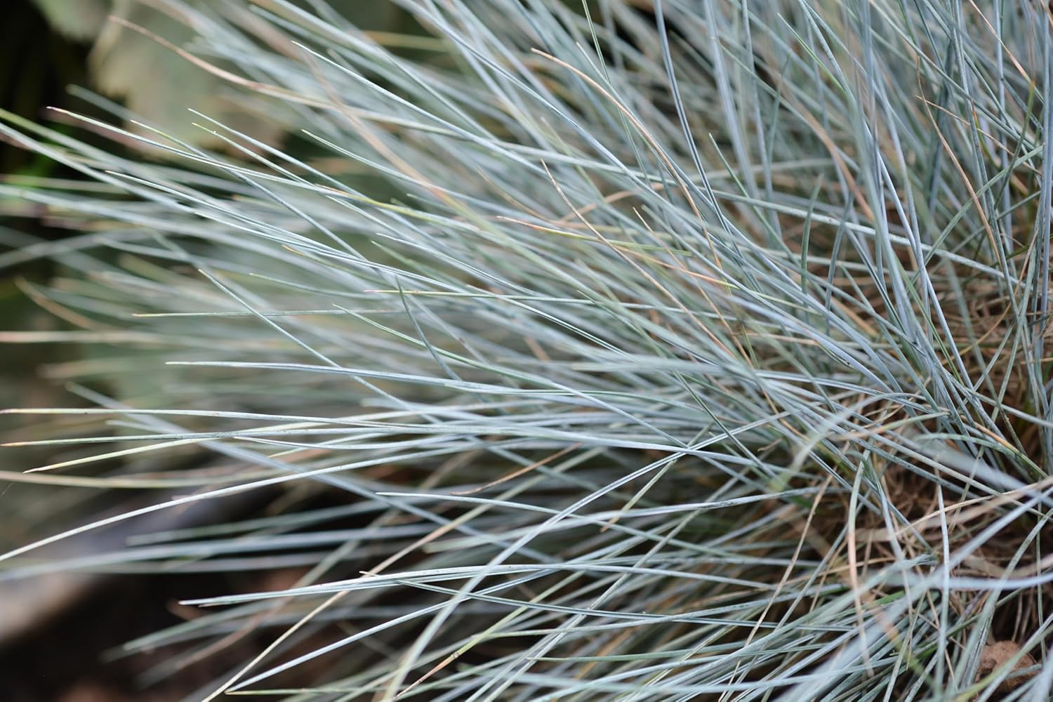 Blauschwingel Festuca glauca 'Elijah Blue' als Ziergras, grüne bis bläuliche Halme, im Garten.