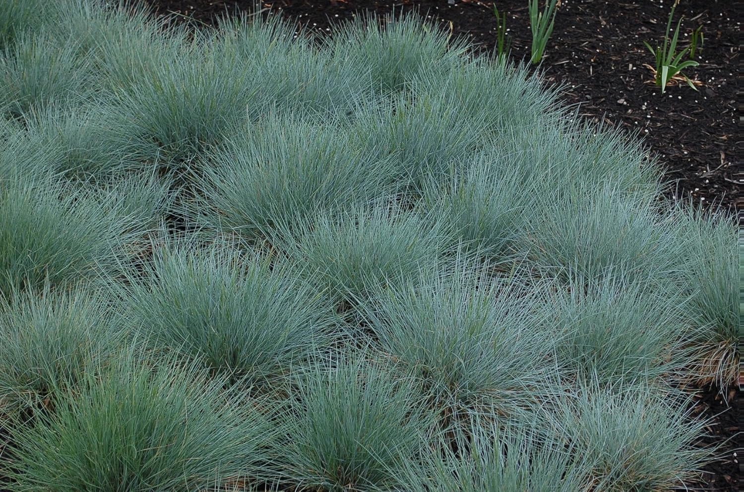 Festuca glauca 'Festina' / Blauschwingel - Stauden Gaenge