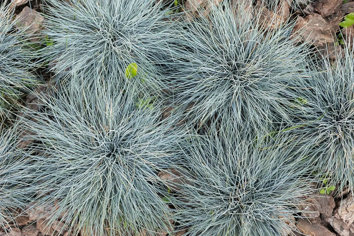 Blauschwingel Festuca glauca 'Zwergenkönig', Ziergras mit blauen, dichten Halmen, im Garten.