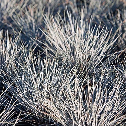 Blauschwingel Festuca glauca 'Zwergenkönig', Ziergras mit blauen, dichten Halmen, im Garten.