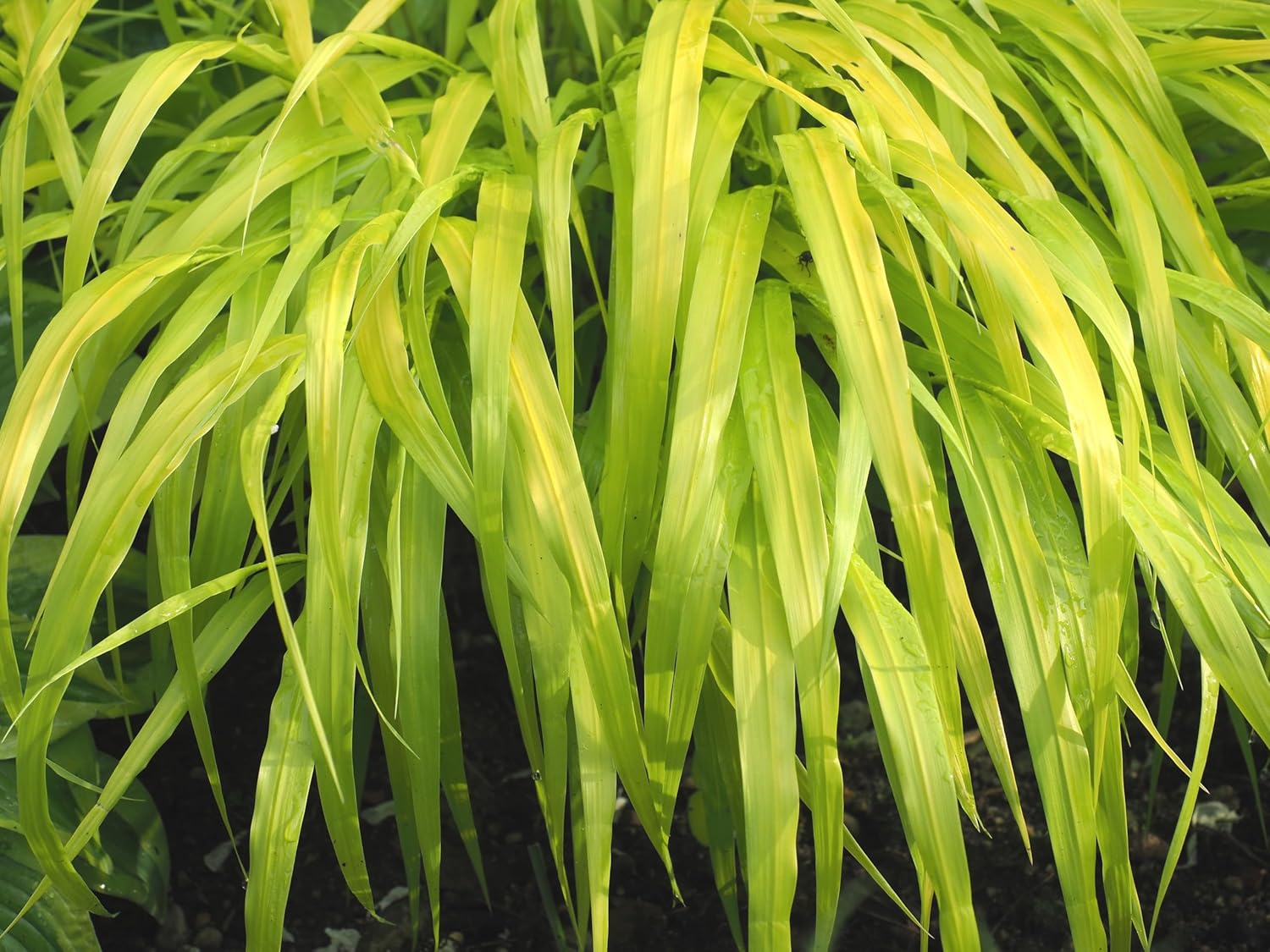 Ziergras Hakonechloa macra 'All Gold' von Stauden Gänge, goldenes Japanisches Berggras mit schmalen, fließenden Blättern.