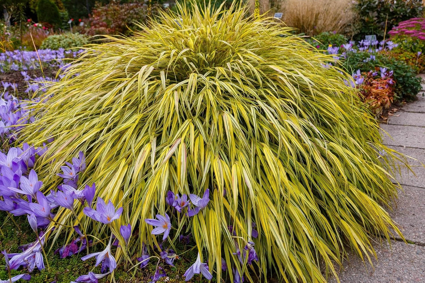Hakonechloa macra 'Aureola' / Japanisches Gold Berggras - Stauden Gaenge