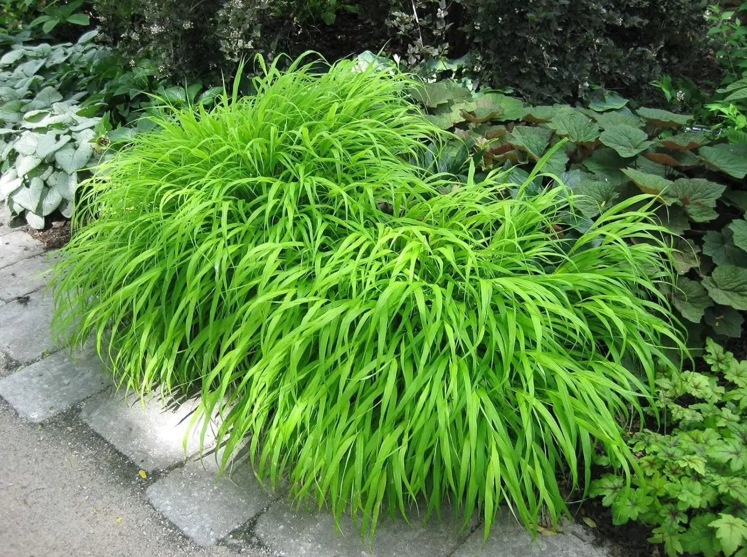 Japanisches Berggras Hakonechloa macra, Ziergras von Stauden Gänge mit grünen, weich fallenden Blättern.