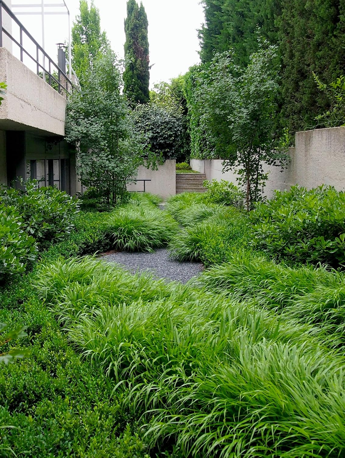 Hakonechloa macra / Japanisches Berggras - Stauden Gaenge