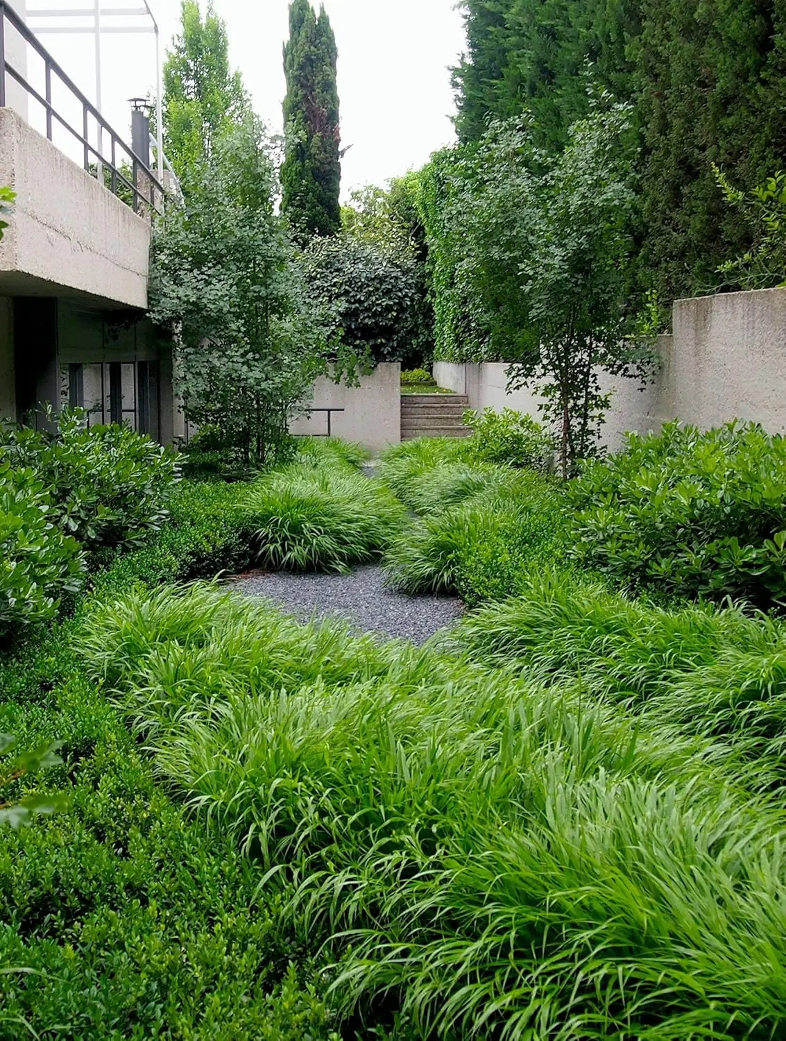 Japanisches Berggras Hakonechloa macra von Stauden Gänge, grünes Ziergras mit lockeren, weichen Halmen.