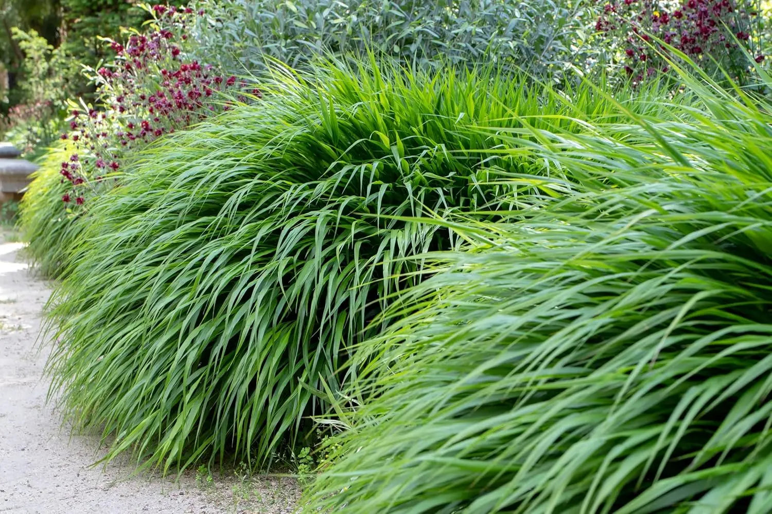 Japanisches Berggras Hakonechloa macra, Ziergras von Stauden Gänge, mit weichen, goldgelben Halmen und grünen Blättern.