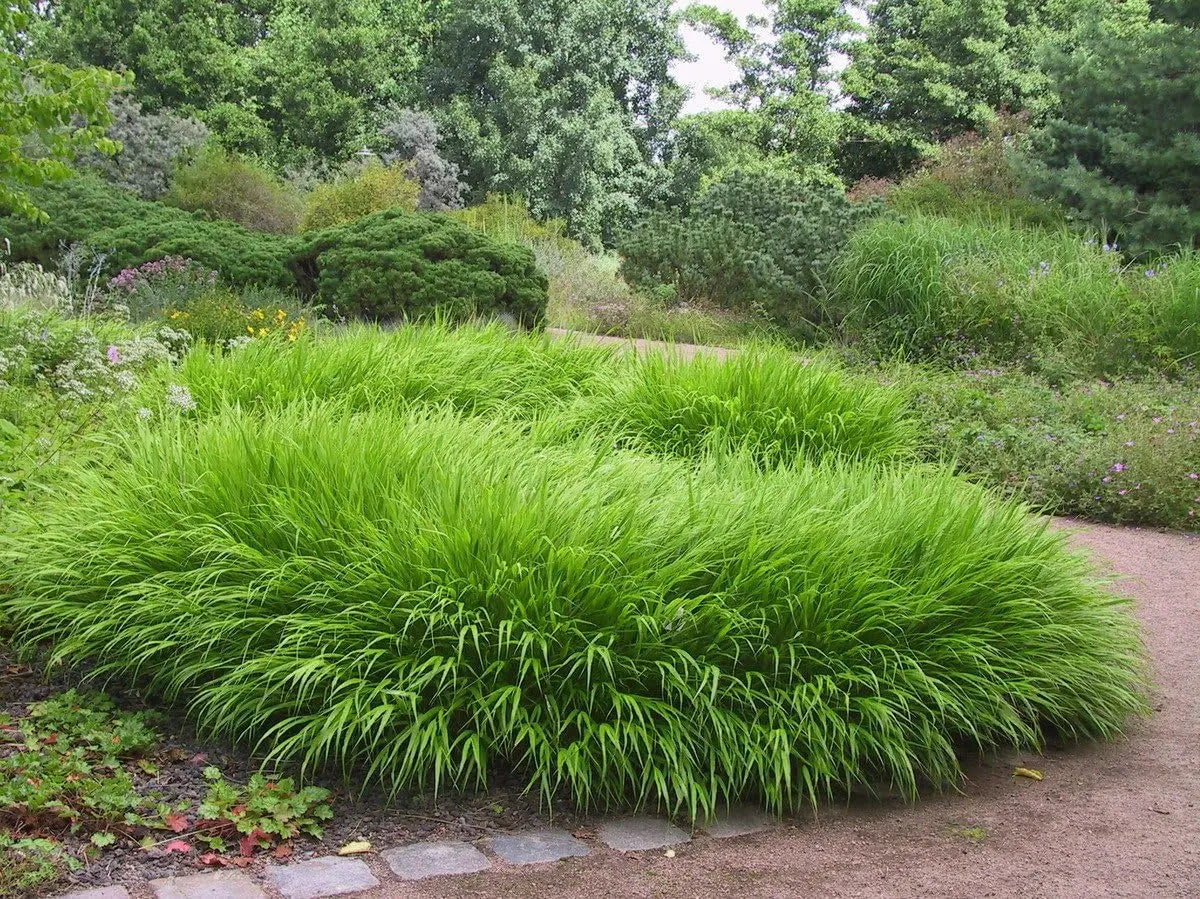 Japanisches Berggras Hakonechloa macra, Ziergras von Stauden Gänge, feine grüne Blätter in einer Gartenlandschaft.
