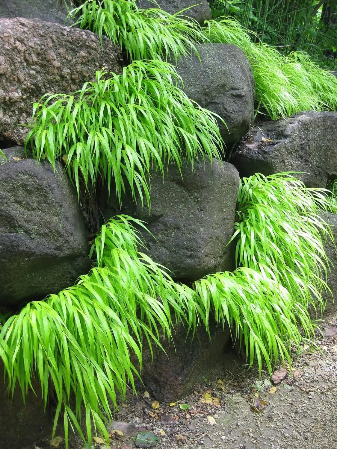 Japanisches Berggras Hakonechloa macra, Ziergras von Stauden Gänge, grüne, fächerartige Blätter in Gartenansicht