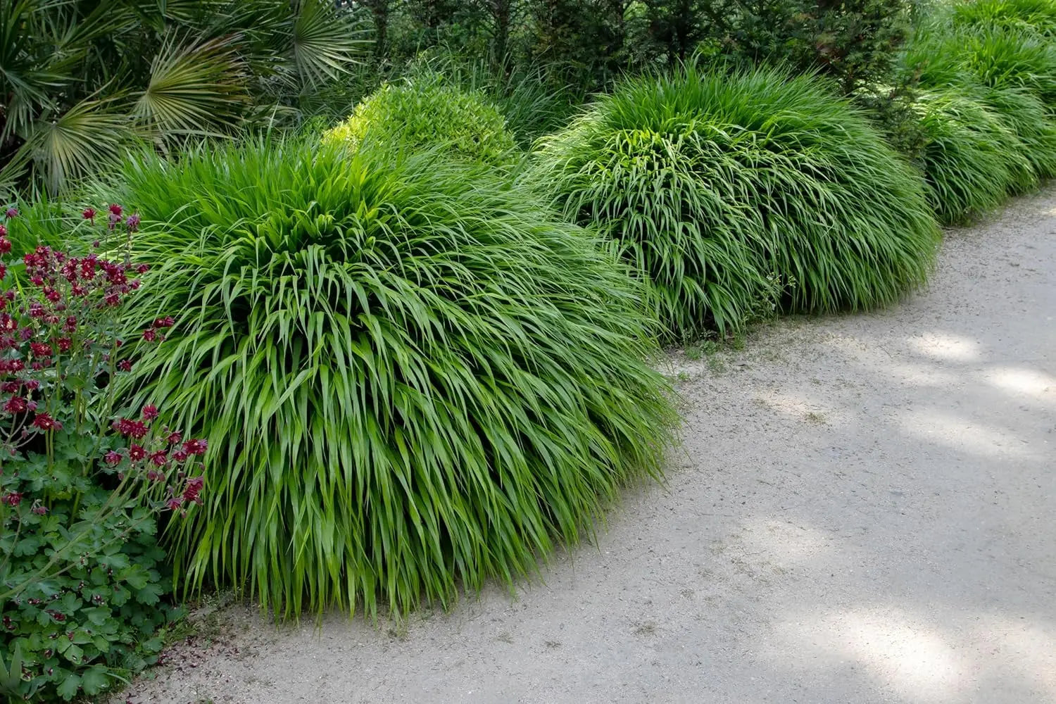 Ziergras Hakonechloa macra, Japanisches Berggras, grüne und goldene Halme, dekoratives Stauden Gänge Ziergras in Garten.