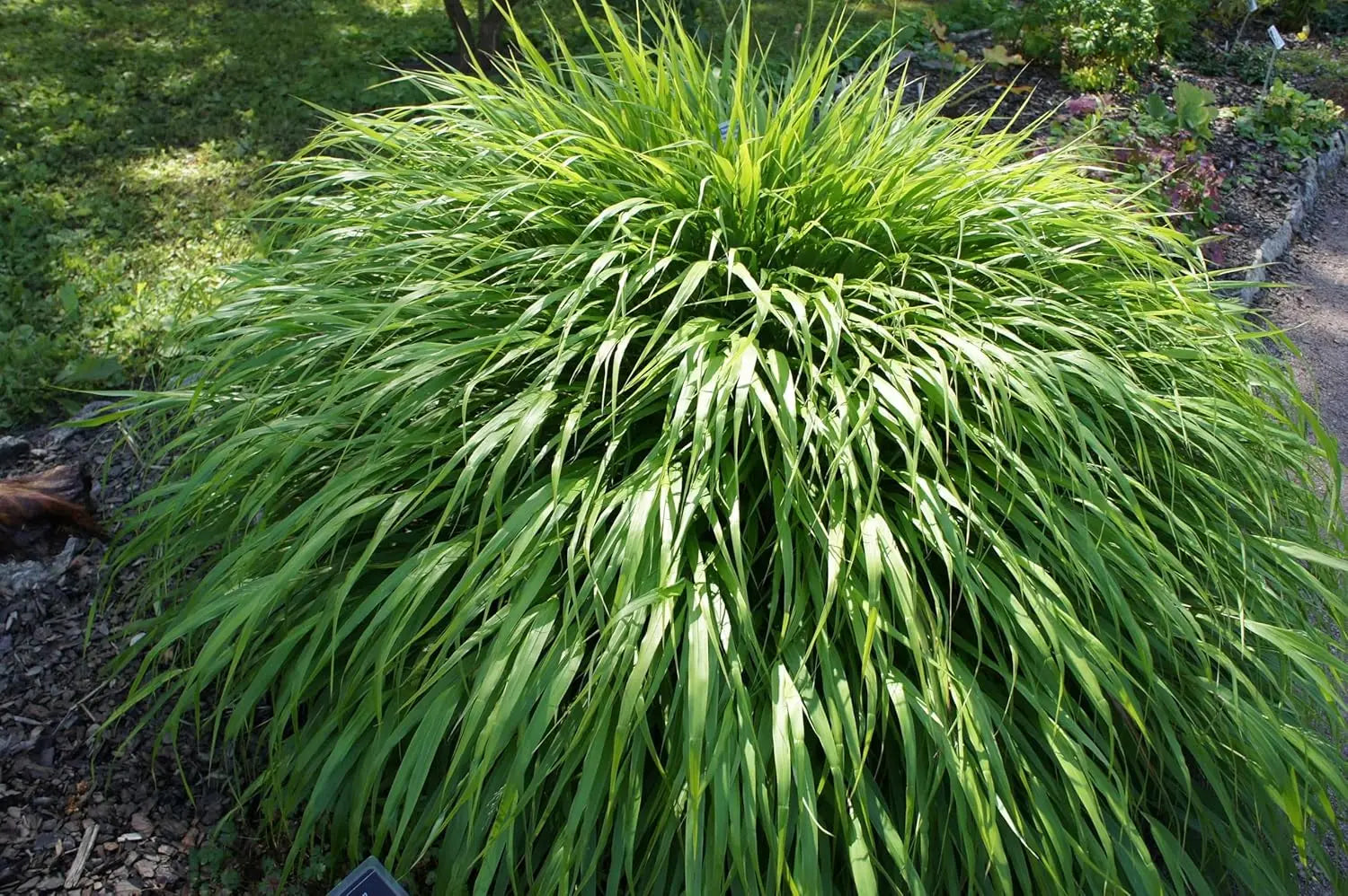 Ziergras Hakonechloa macra, Japanisches Berggras, grüne, flauschige Blätter, Stauden Gänge, Gartenpflanze, dekoratives Ziergras