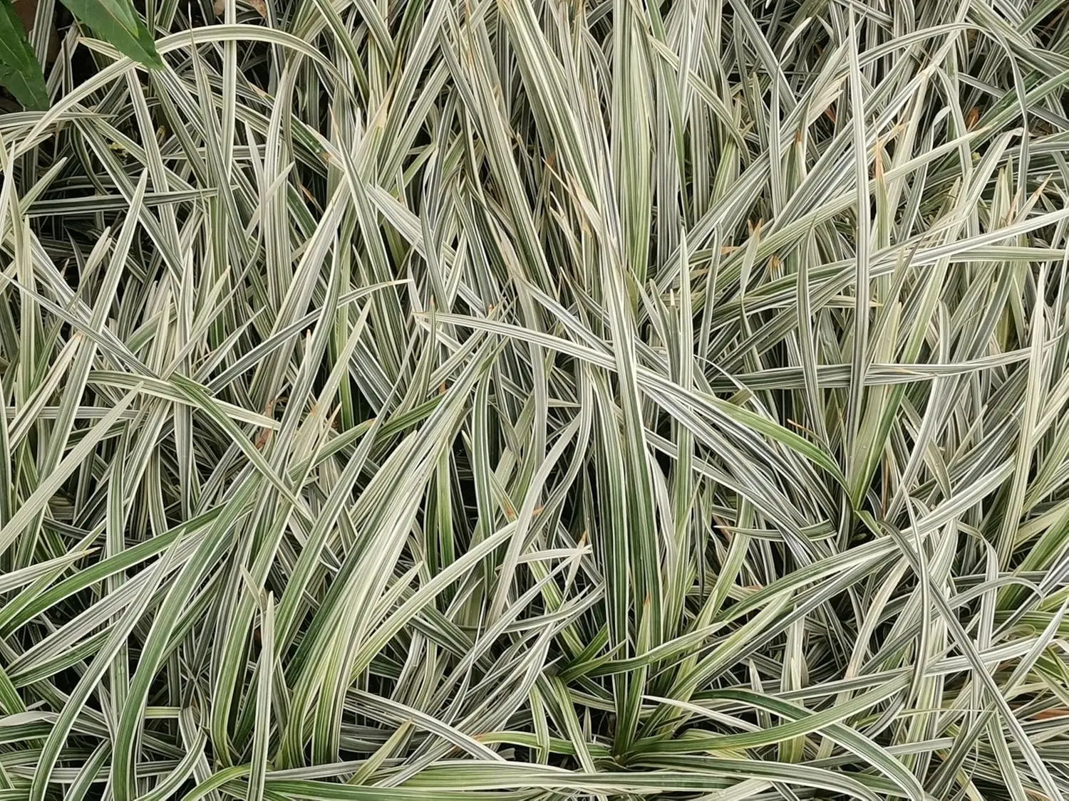 Ziergras Holcus mollis 'Variegatus' mit variegierten Blättern, weiches Honiggras, von Stauden Gänge, im Garten.