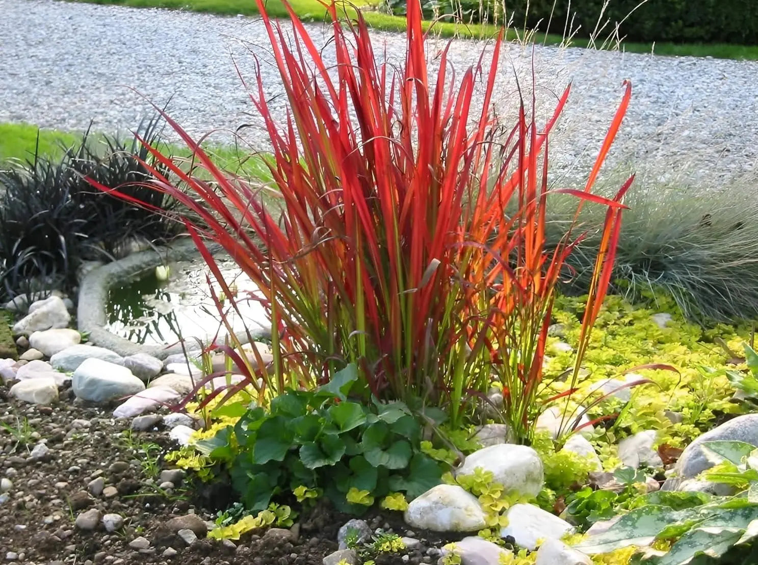 Japanisches Blutgras Imperata cylindrica 'Red Baron' als Ziergras mit rot-gefärbten Blättern, Stauden Gänge.
