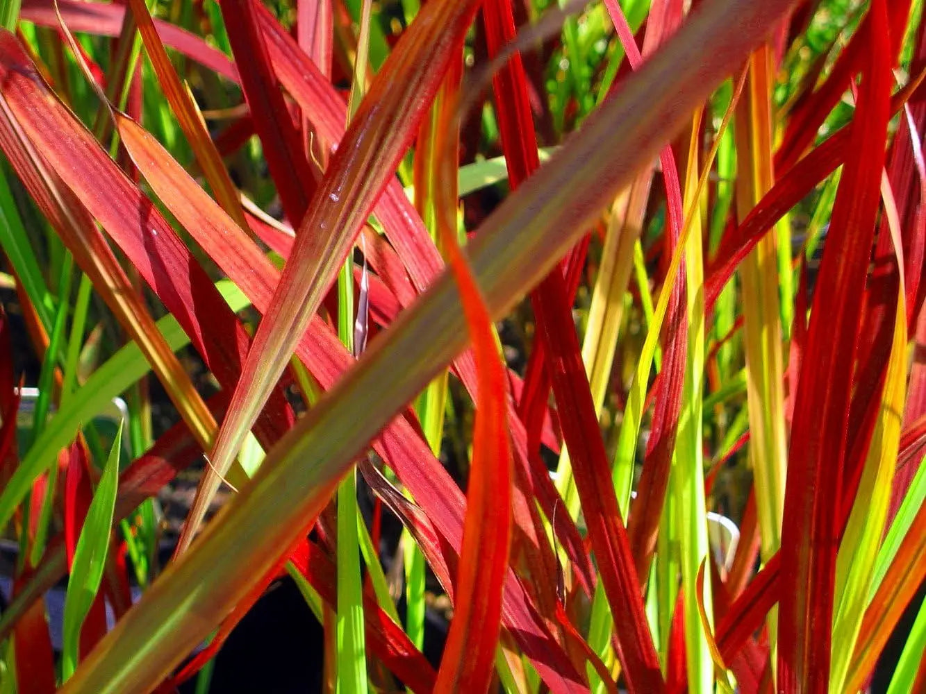 Ziergras Imperata cylindrica 'Red Baron' mit roten Blättern, dekoratives Japanisches Blutgras, Stauden Gänge