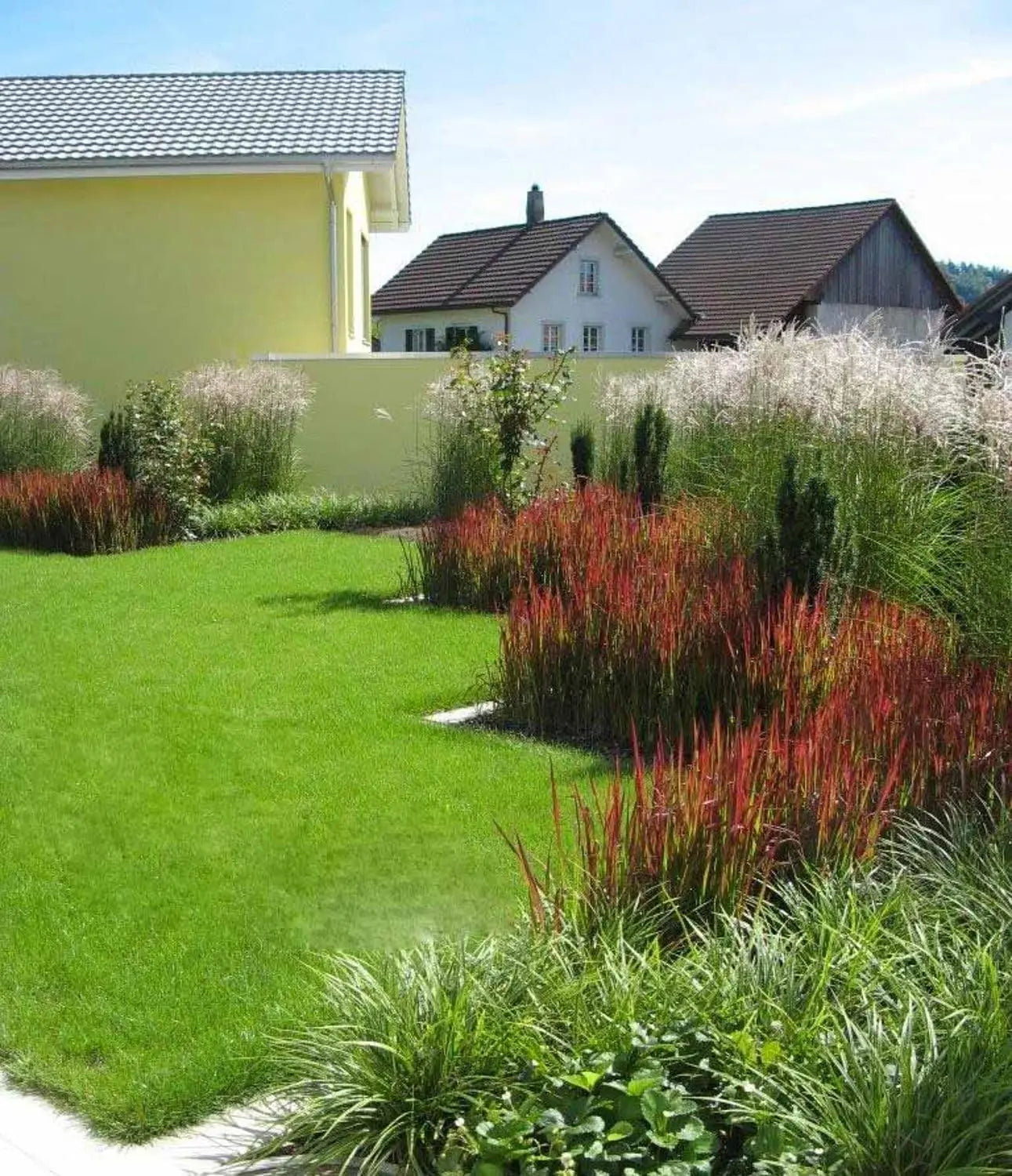 Japanisches Blutgras Imperata cylindrica 'Red Baron', Ziergras mit rot gefärbtem, filigranem Laub, Stauden Gänge.