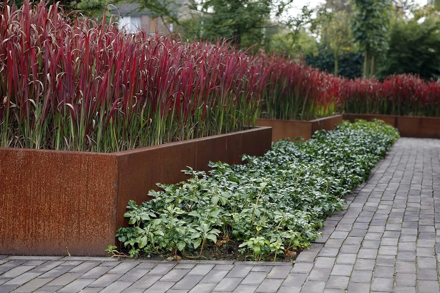 Ziergras Imperata cylindrica 'Red Baron' mit roten, schmalen Blättern, Stauden Gänge, Japanisches Blutgras, Gartenpflanze