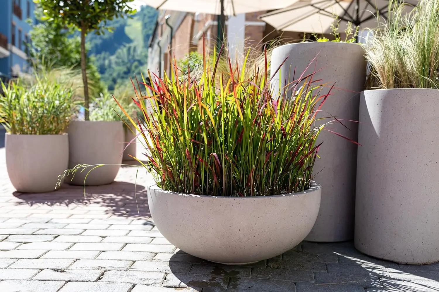 Japanisches Blutgras Imperata cylindrica 'Red Baron' als Ziergras, rote und grüne Blätter, dekorativ im Garten, Stauden Gänge