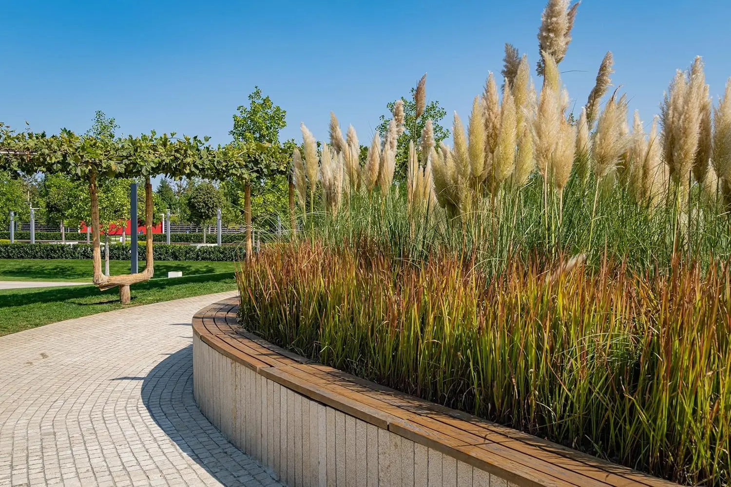 Ziergras Imperata cylindrica 'Red Baron' mit roten, schmalen Blättern, im Gartenbeet, Stauden Gänge, Japanisches Blutgras