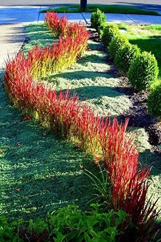 Japanisches Blutgras Imperata cylindrica 'Red Baron' als Ziergras, rot gefärbte Halme, dekoratives Ziergras in Garten oder Topf