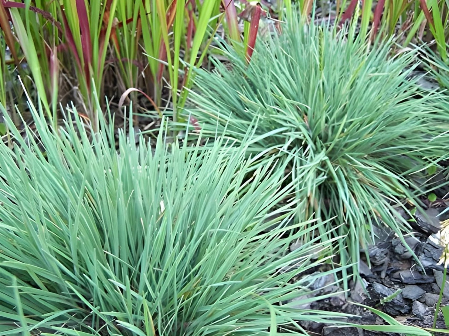 Koeleria glauca / Blaues Schillergras